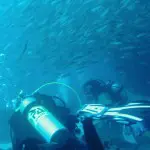 Astrea Galapagos Yacht - Diving with a school of Fishes