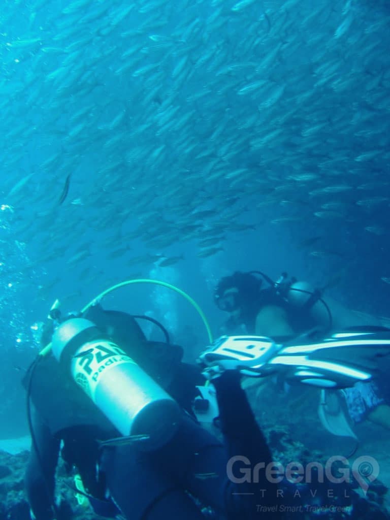 Astrea Galapagos Yacht - Diving with a school of Fishes