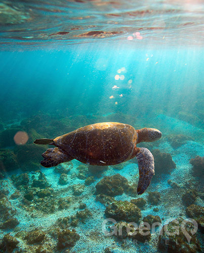 Galapagos marine life Galapagos marine life