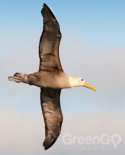 galapagos albatross galapagos albatross