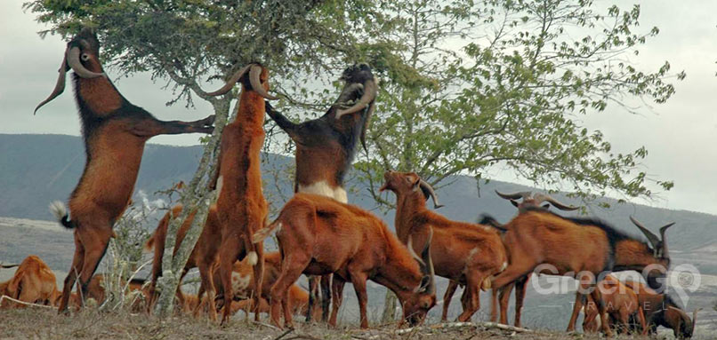 galapagos goats galapagos goats