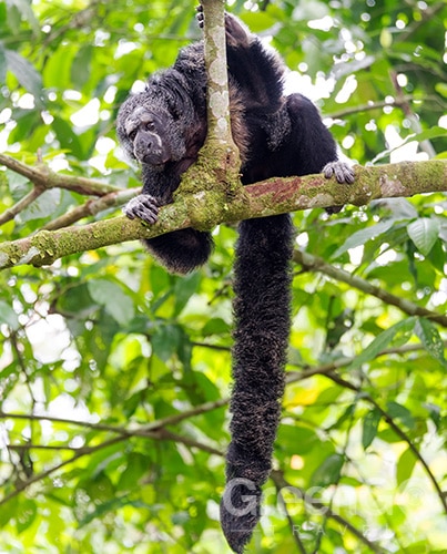 Cuyabeno Monk Saki Monkey Cuyabeno Monk Saki Monkey