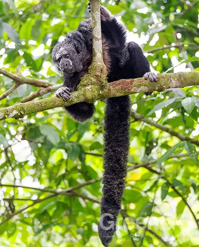 Cuyabeno Monk Saki Monkey Cuyabeno Monk Saki Monkey