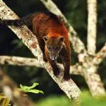 Sacha Lodge - Ring-tailed Coati