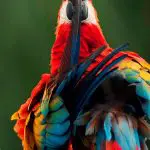 Sacha Lodge - Scarlet Macaw