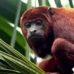 Sacha Lodge - Woolly Monkey