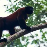Sani Lodge - Woolly Monkey