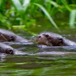 Napo Wildlife Center - Giant Otters