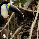 Napo Wildlife Center - Rhamphastos tucanus