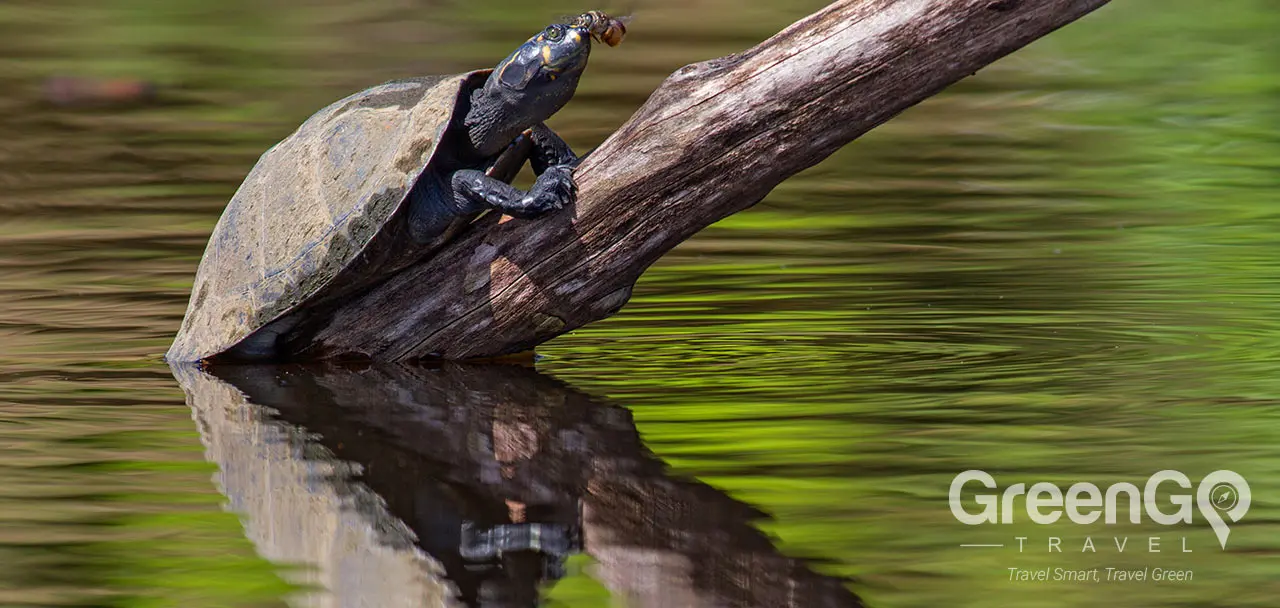 Napo Wildlife Center - River Turtles