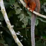 Napo Wildlife Center - Titi Monkey