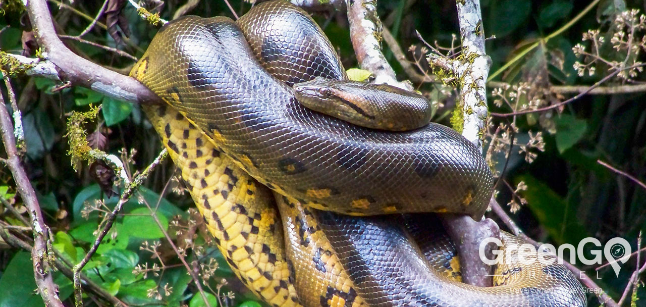 Anakonda Amazon Cruise: Amazon Rainforest - GreenGo Travel Anakonda Amazon Cruise: Amazon Rainforest - GreenGo Travel