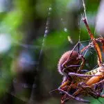Anakonda Amazon Cruise - Hunting Spider