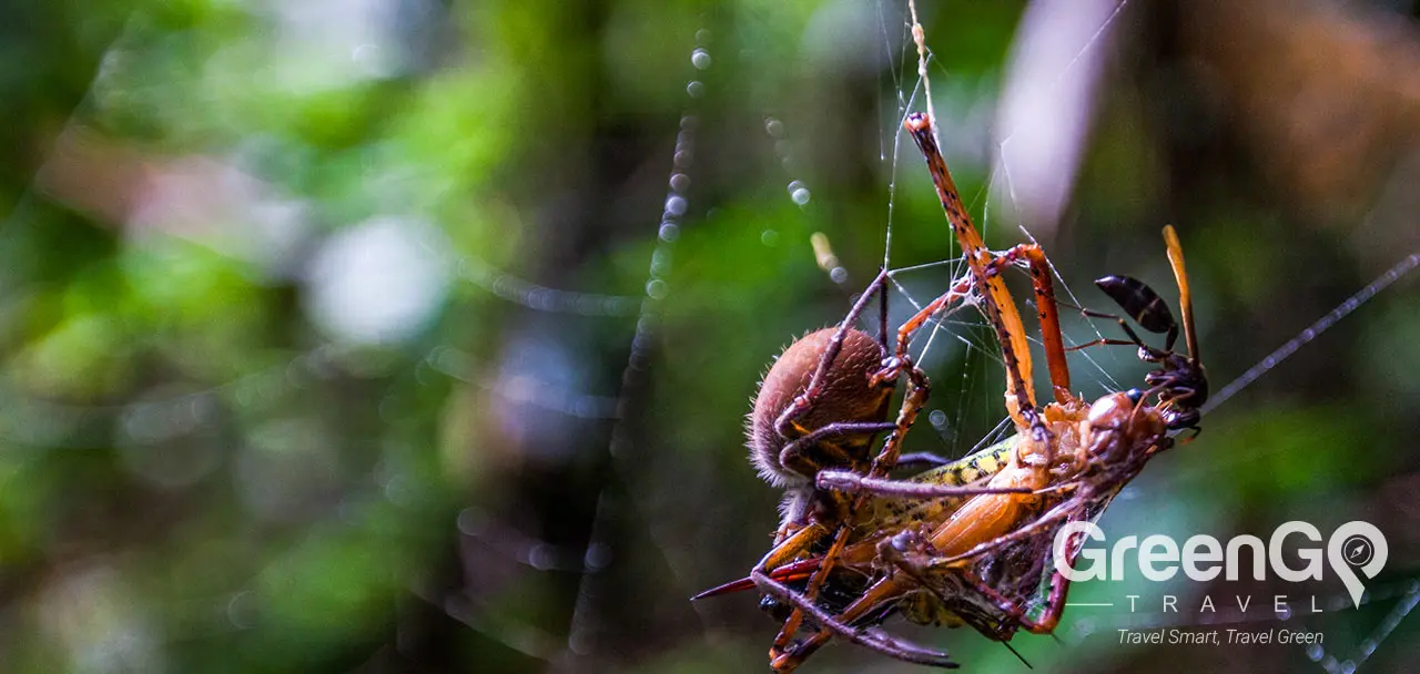 Anakonda Amazon Cruise - Hunting Spider