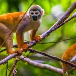 Anakonda Amazon Cruise - Squirrel Monkey