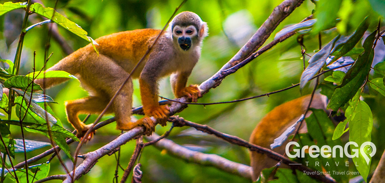 Anakonda Amazon Cruise - Squirrel Monkey