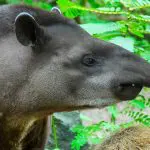 Anakonda Amazon Cruise - Tapir