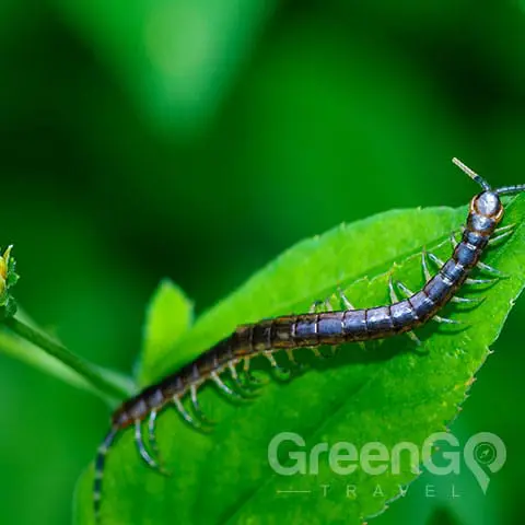 Bugs in Galapagos - Galapagos Giant Centepede