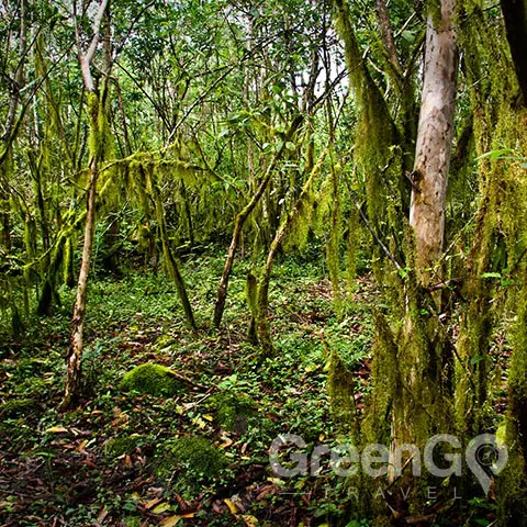 Bugs in Galapagos - Galapagos Mossy Forest