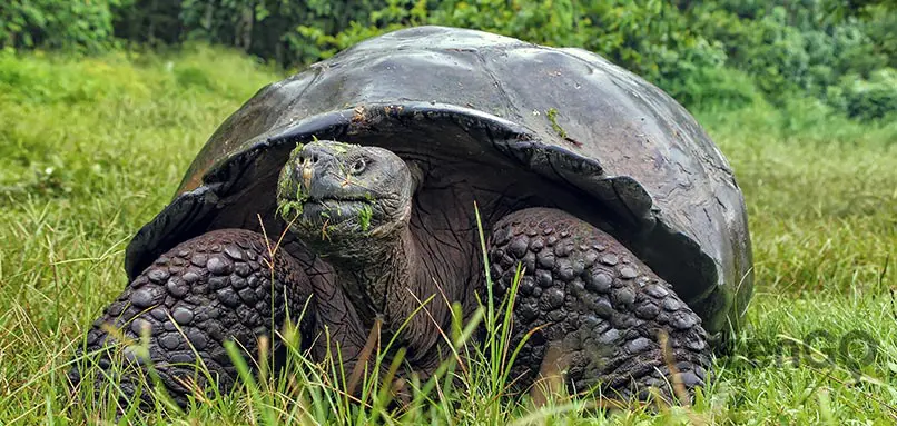Volcanoes-in-the-Galapagos-giant-tortoise