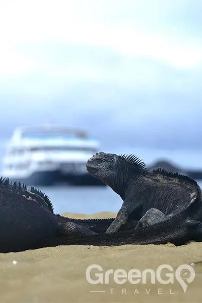 galapagos-vs-caribbean-Galapagos-expeditions