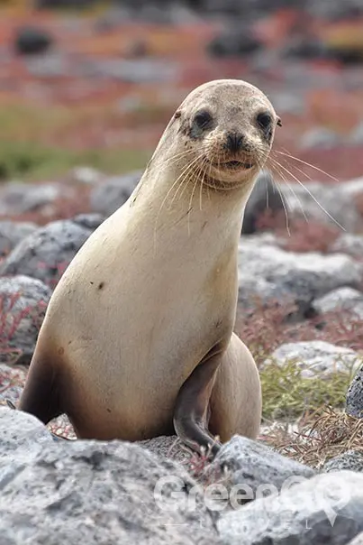 galapagos-vs-caribbean-sea-lion