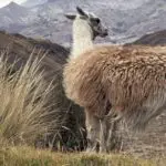 Chimborazo-Summit-Tour-Wildlife