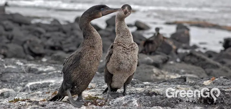 Flightless-cormorant in the Galapagos