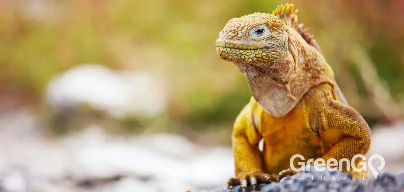 Galapagos animals Land-iguana