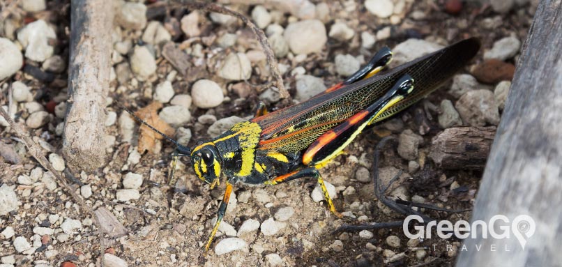 Galapagos animals Large Painted Locust