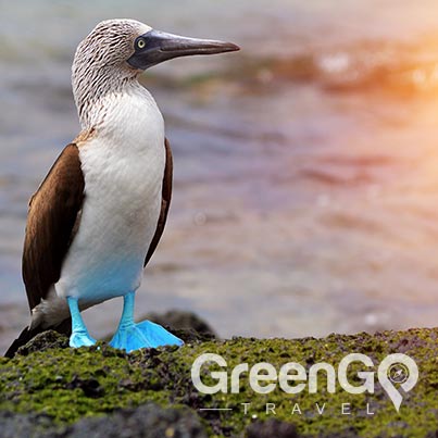 Galapagos animals blue-footed-boody