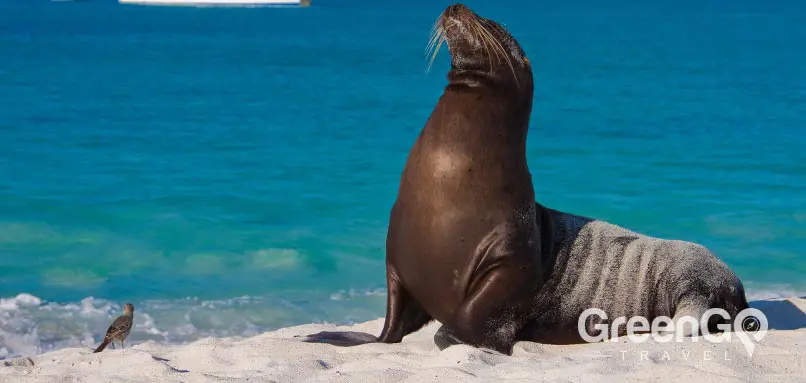 Galapagos animals fur-seal