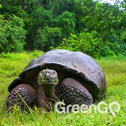 Galapagos animals giant-tortoise