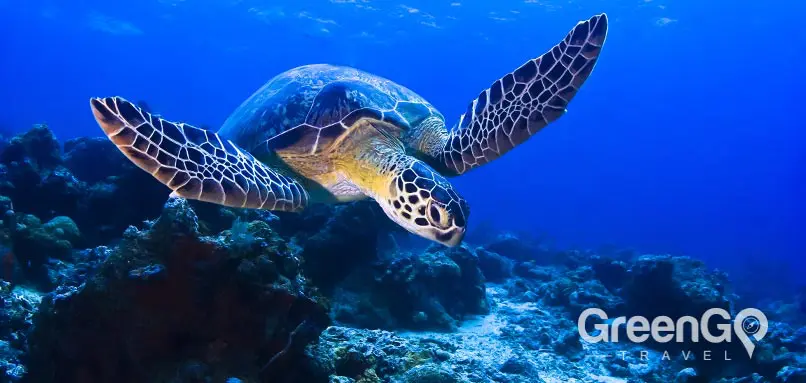 Galapagos - animals-green-turtle