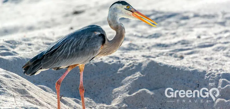 lava-heron of the Galapagos