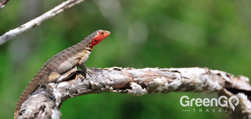 Galapagos lava Lizard