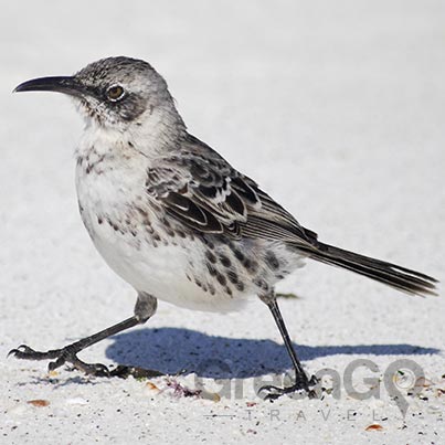 Galapagos Mocking Bird