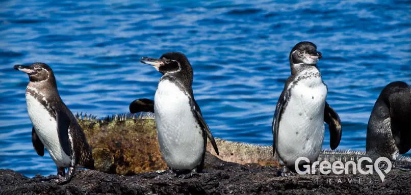 Galapagos penguins