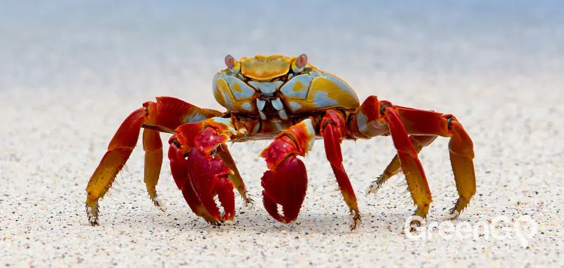 Galapagos-animals-sally-lightfood-crab