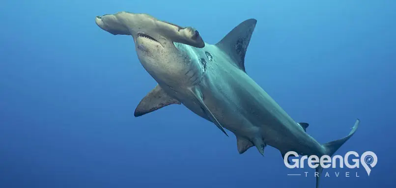 Hammerhead