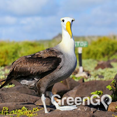 Waved Albatross