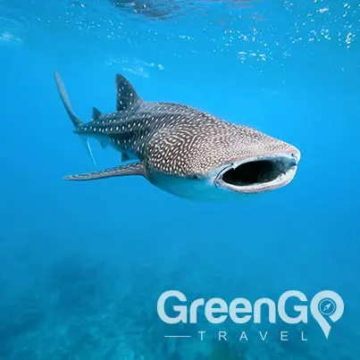 Whale Shark