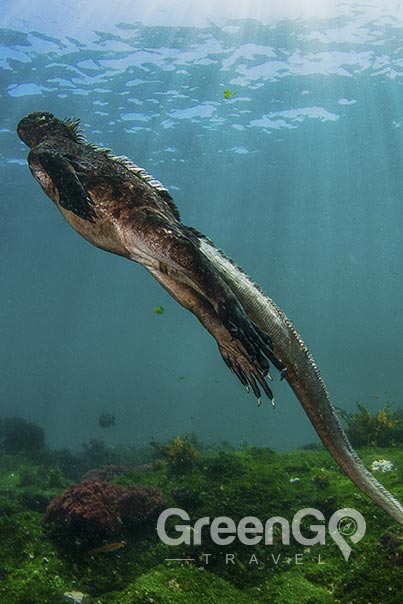 mMarine iguana