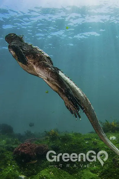 mMarine iguana