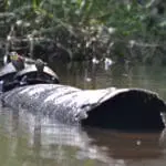 La Selva Eco Lodge - Turtle