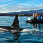 Santa Cruz 2 Galapagos Ship - Panga Ride 2