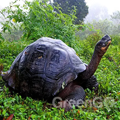 Tortoise extending his neck