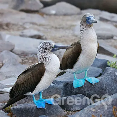 Cormorant-Galapagos-Cruise-in-2019-pair-of-blue-footed-boobies