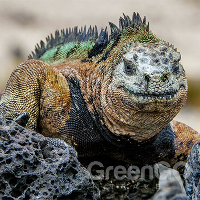 Terrifying Creatures Of The Galapagos Happy Halloween Greengo Travel