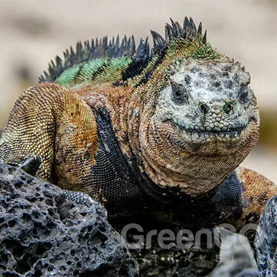 Cormorant-Galapagos-Cruise-in-2019-Galapagos Iguana